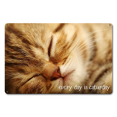 ƥ  Every Day Caturday PT-PTSB-432ƥ  Every Day Caturday PT-PTSB-432