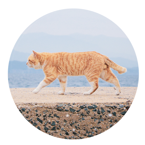 С 䡡CAT-12祻åȡС 䡡CAT-12祻å