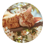 С 䡡CAT-22祻å